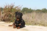 ROTTWEILER 109